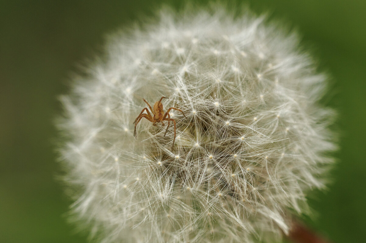 Малыш на одуванчике - Светлана Тихонина