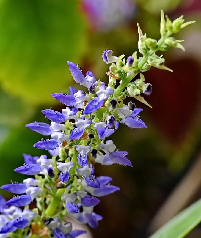 На окошке... - Николай Саржанов