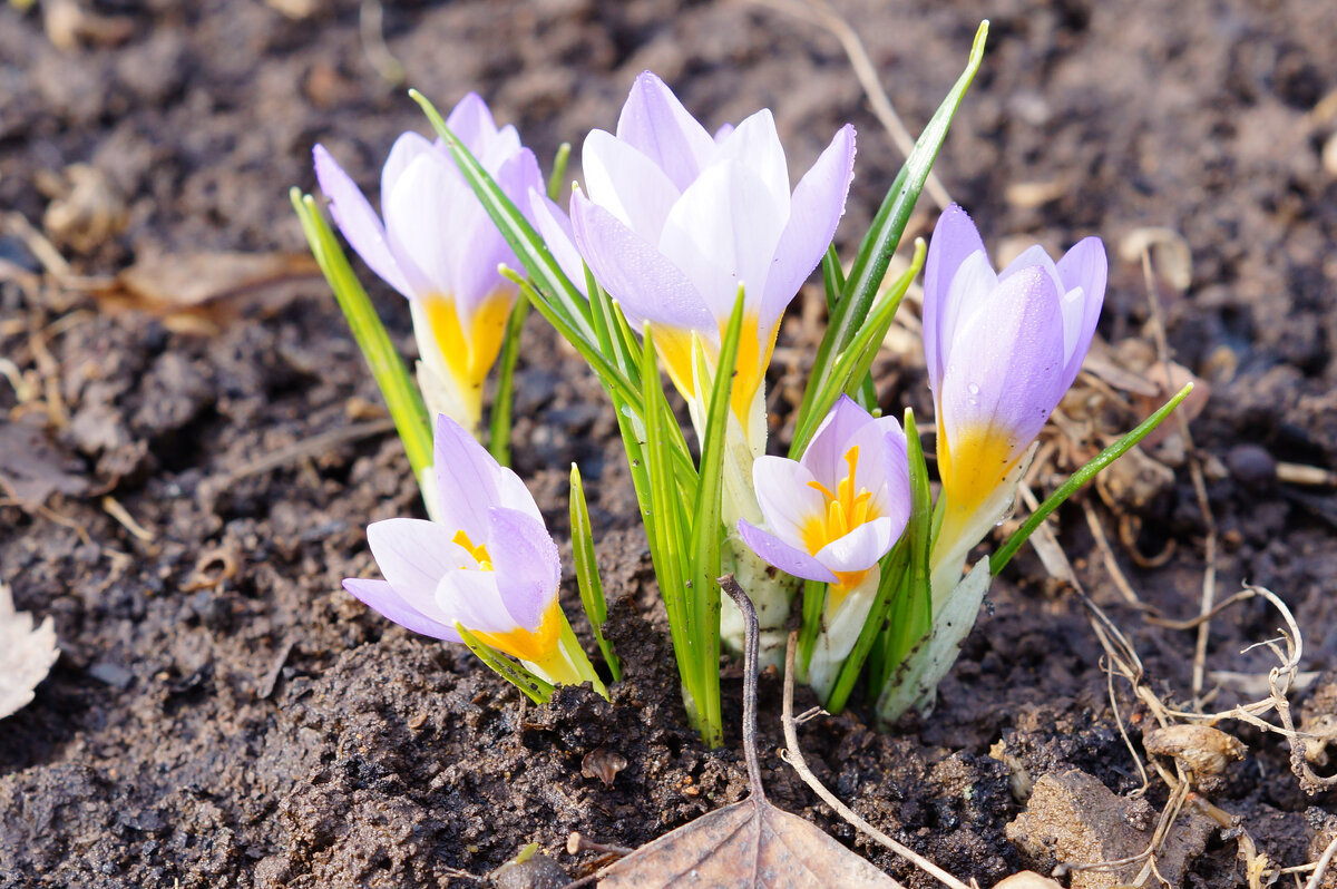 Первые цветы - Сергей Ц