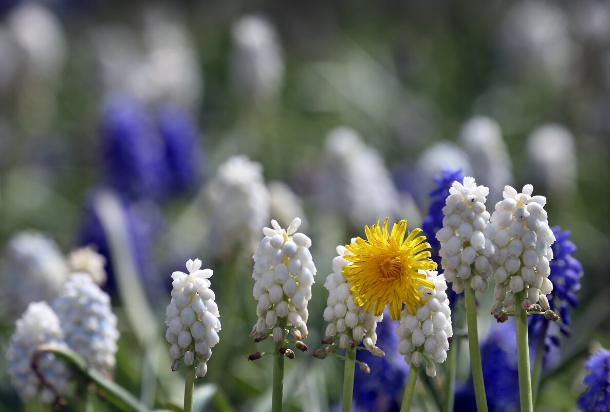 Зарядье 22 апреля - Михаил Бибичков