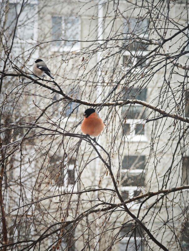 снегири - Александр 