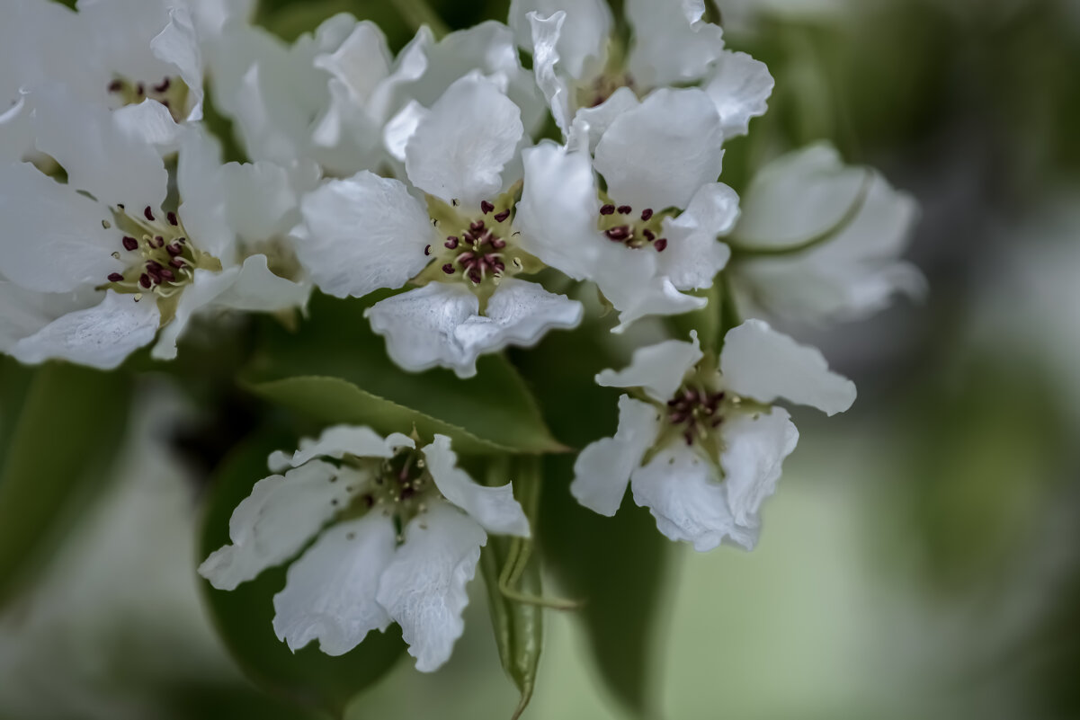 Мотыльки. - Николай 