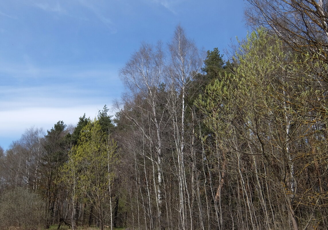 Нежность весеннего леса. - Люба 