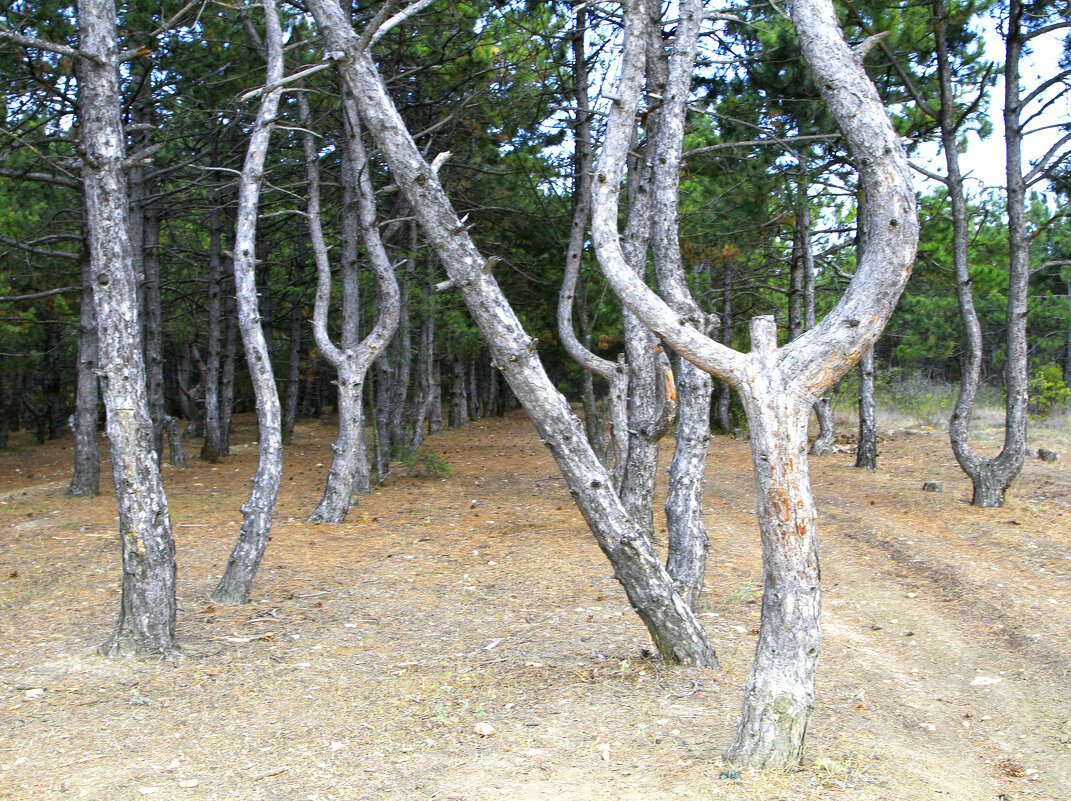 Танцующий лес - Геннадий Валеев