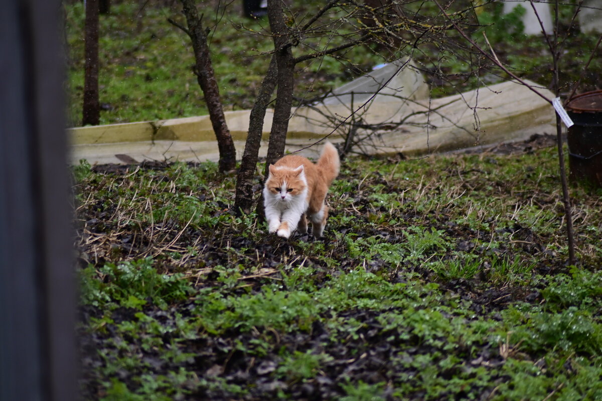 кис кис - Константин Сафронов