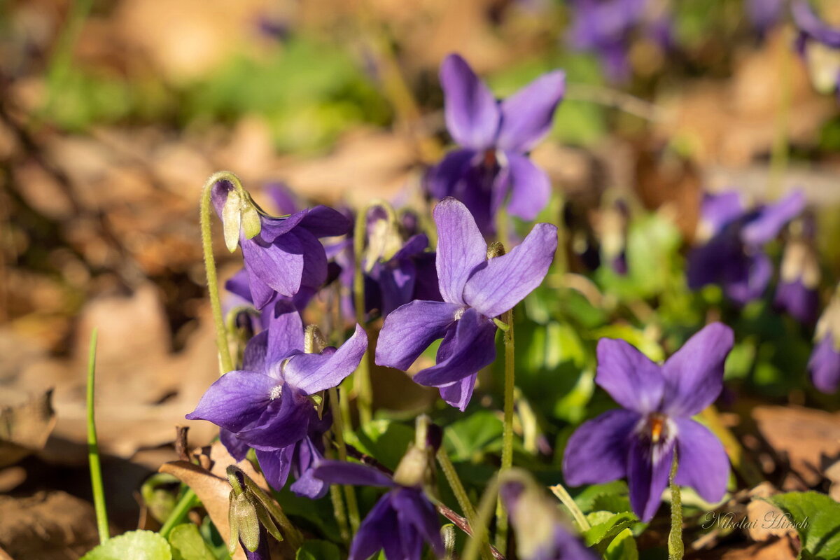 Лесные фиалки... - Николай Гирш