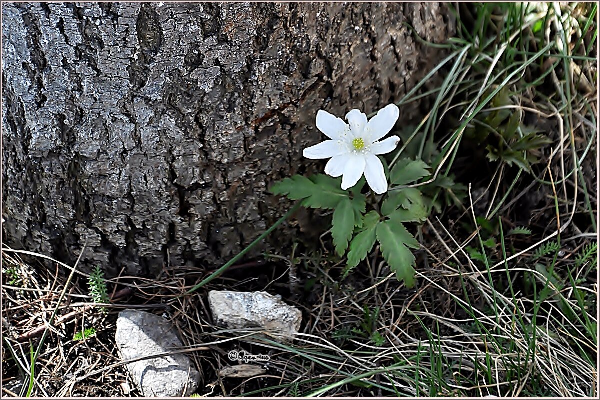 Апрель... - Aquarius - Сергей