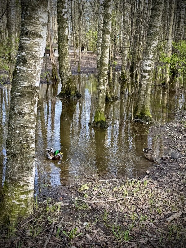 Городской пейзаж. - Любовь 