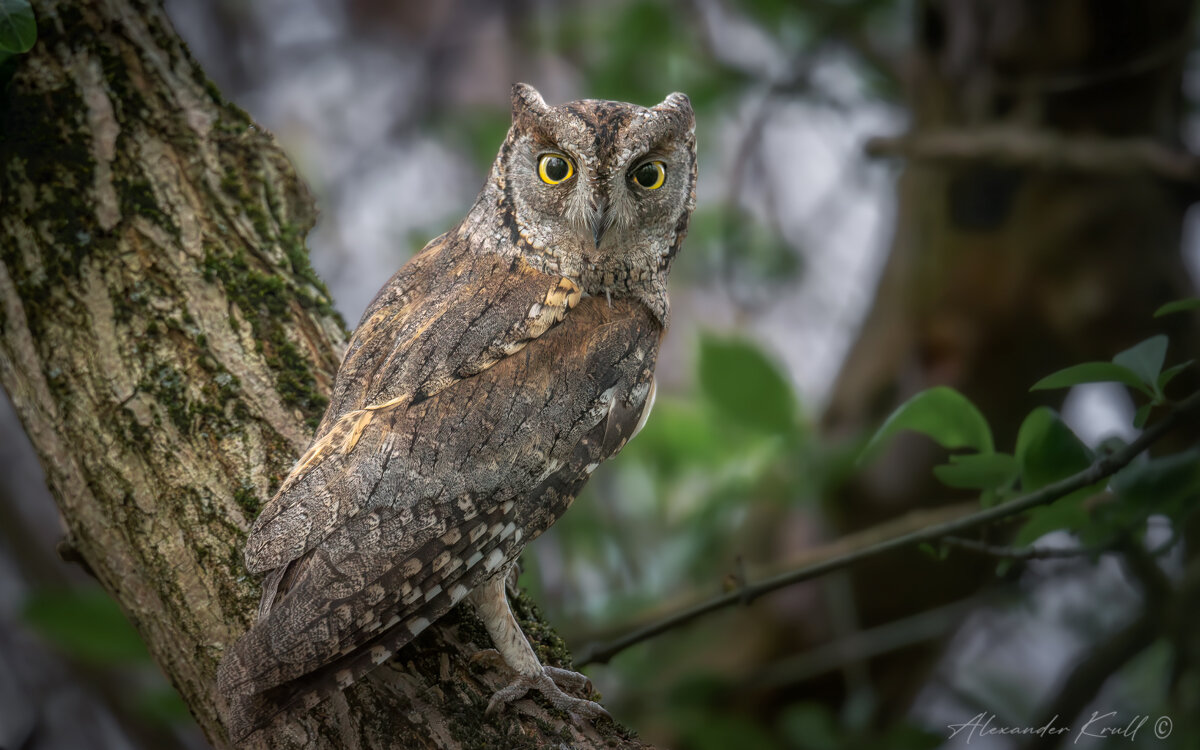 Внимание - Александр К.