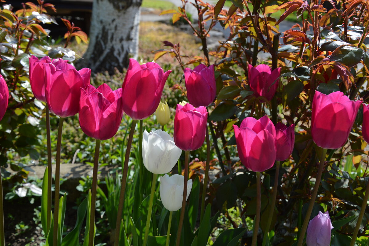 Солнечное утро... - Надежда Куркина 