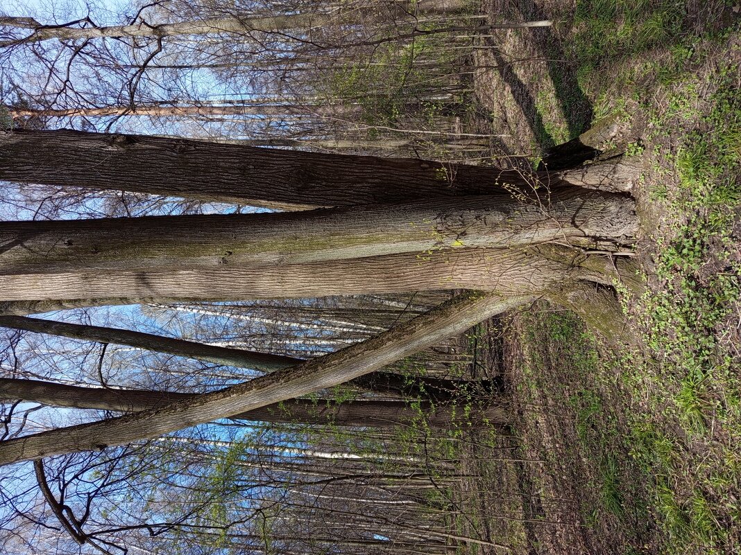 Апрельское - Андрей Лукьянов
