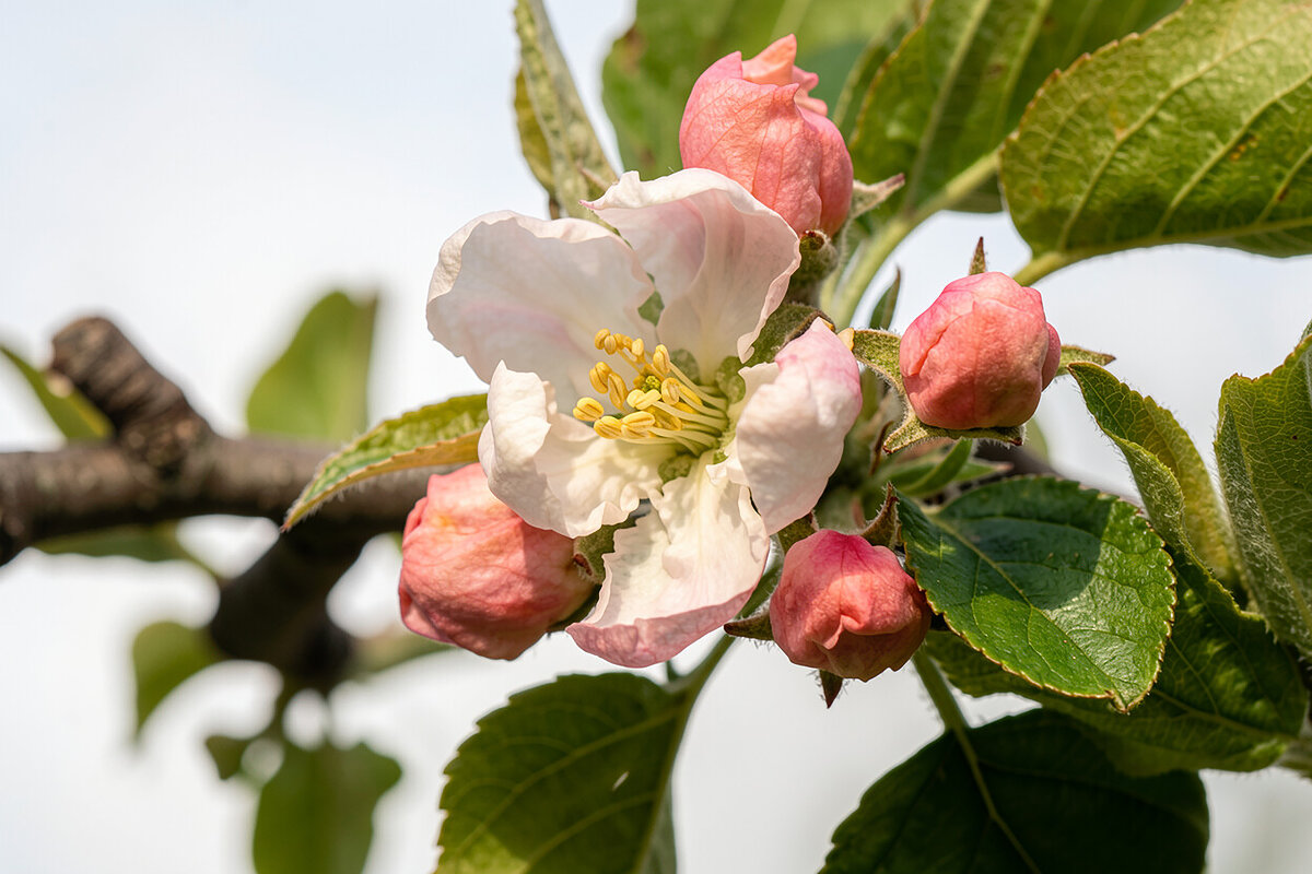 Всевышний удивляет красотой... - Валерий Басыров