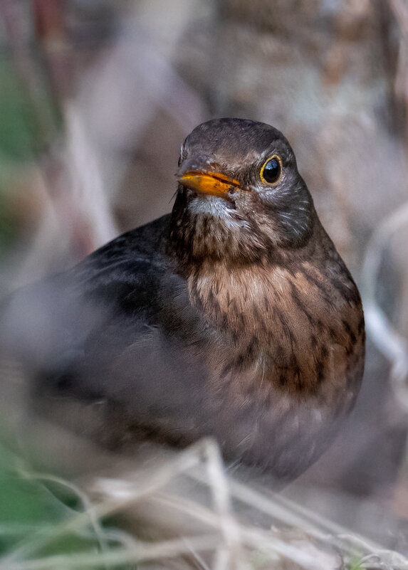 Черный дрозд (самка) - Владимир Лазарев