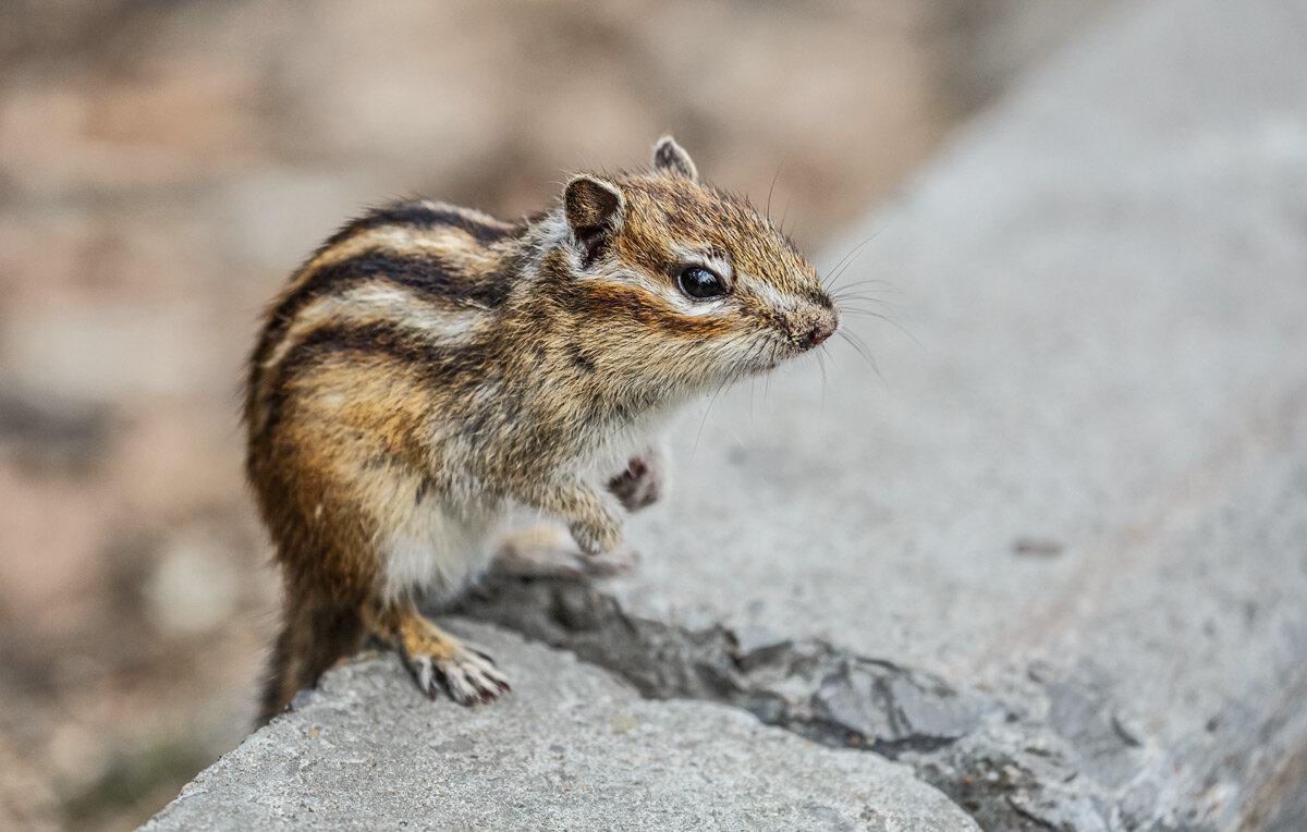 Бурундук - SanSan 