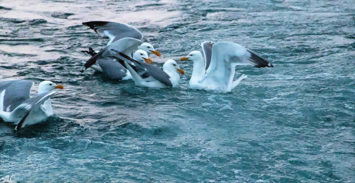 В водах Байкала - Любовь Сахарова