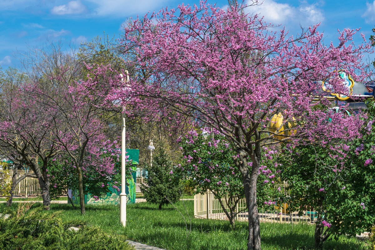 Багряник - Игорь Сикорский