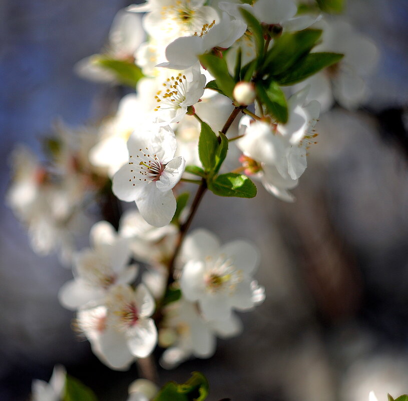 весна-2026 - Георгий Никонов