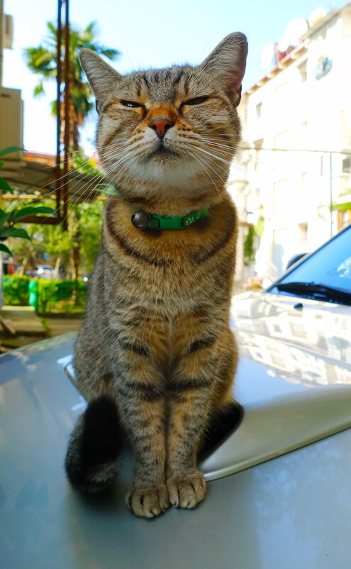 Матроскин-фамилие такое.... - Марина Леонидовна