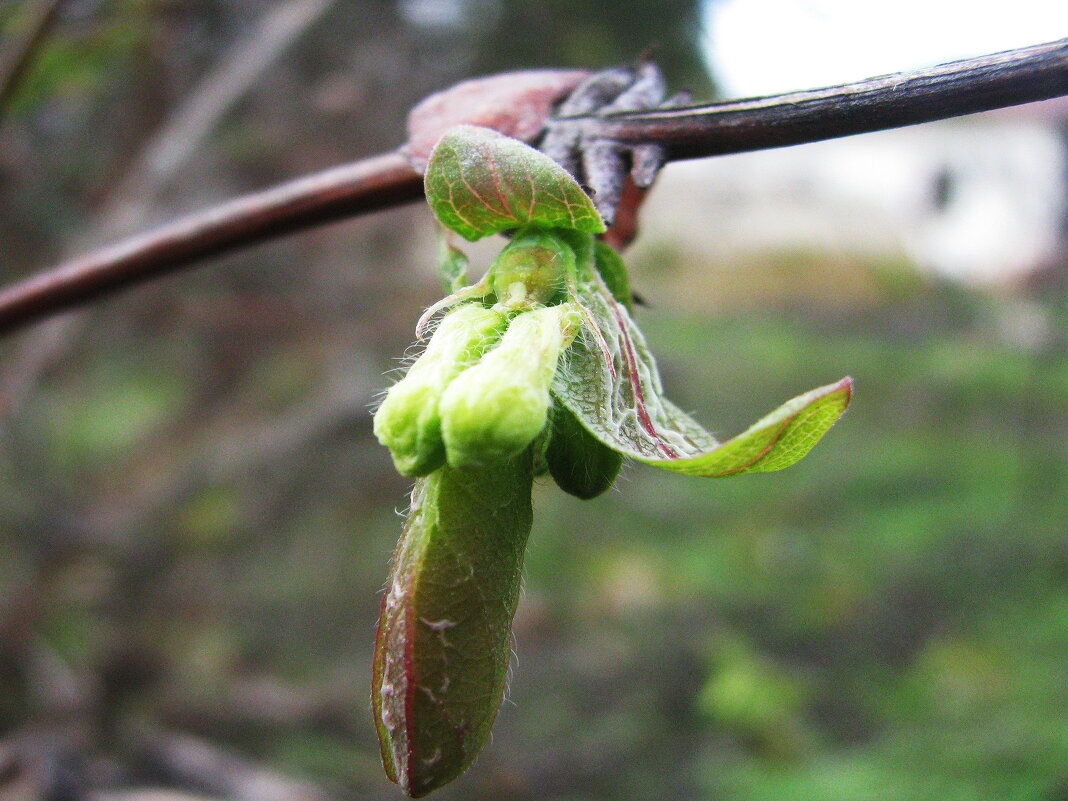 Жимолость набирает бутоны - Людмила Смородинская
