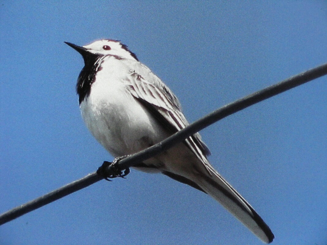 Трясогузка - Людмила Смородинская