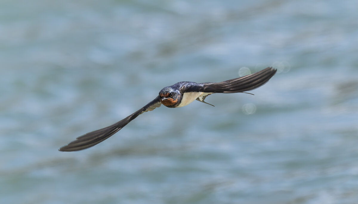 ласточка деревенская. - юрий макаров