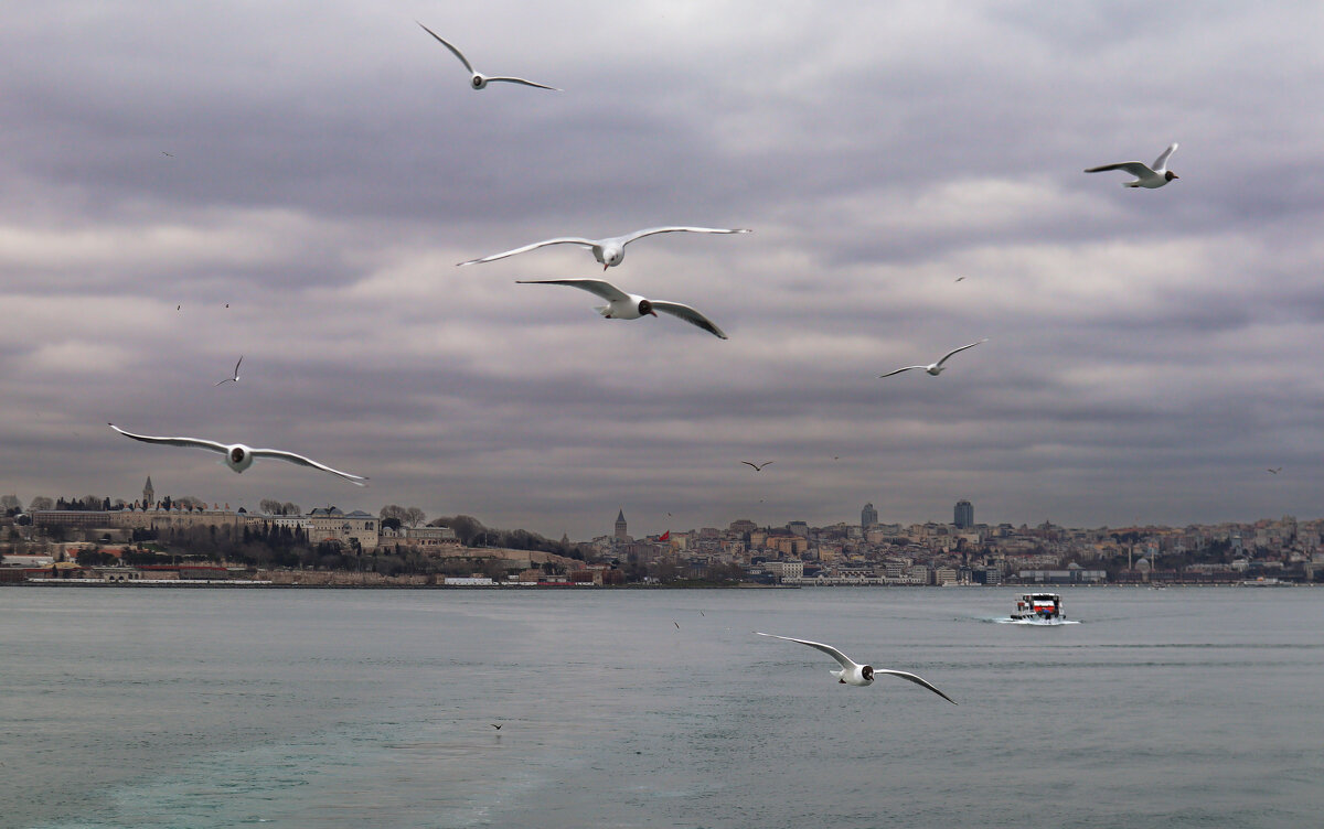 Птички летят - skijumper Иванов