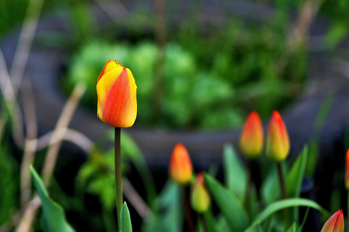 Тюльпаны - Юрий Гайворонскiий