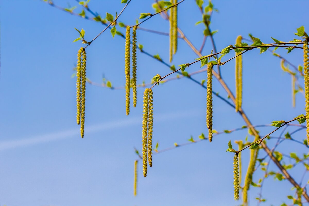 Весенние зарисовки ... - Ravile 