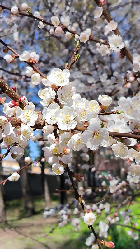 Время цветения. - Ольга 