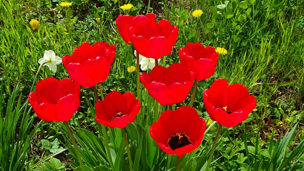 Тюльпаны на городской клумбе. - Милешкин Владимир Алексеевич 