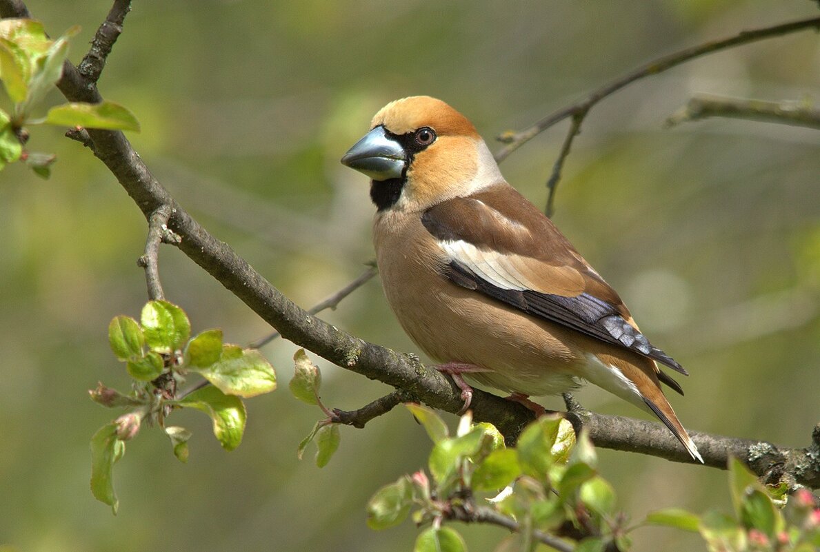 ... - Вячеслав Минаев