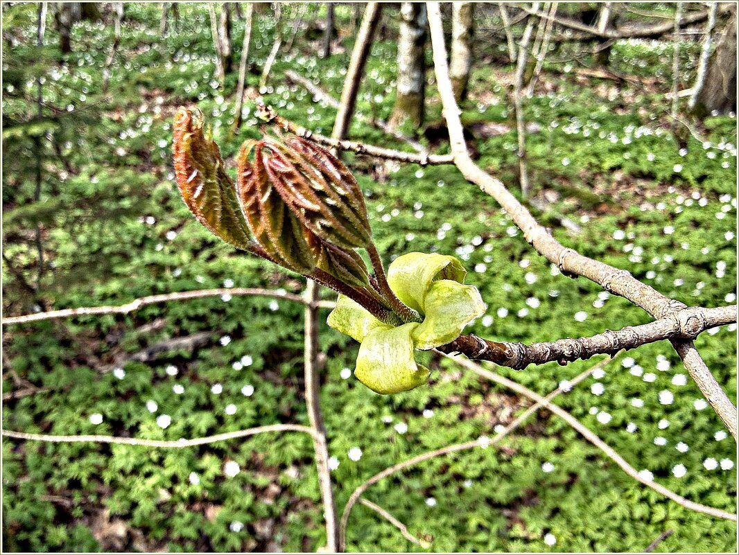 Весеннее. - Валерия Комова
