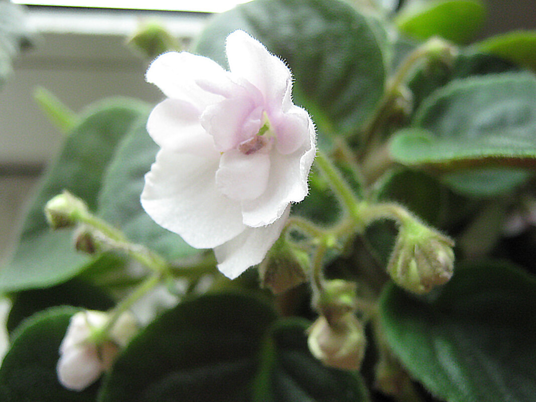 Фиалка - Елена Семигина