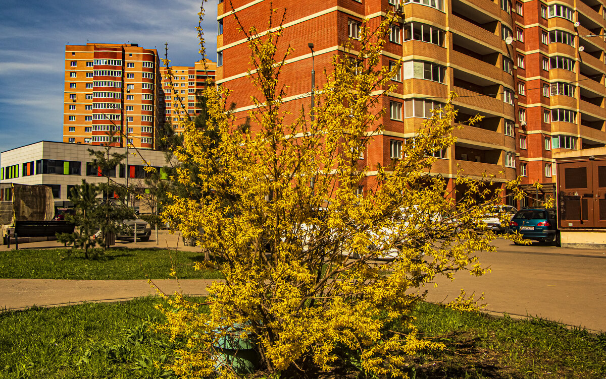 Куст форзиции. - Петр Беляков