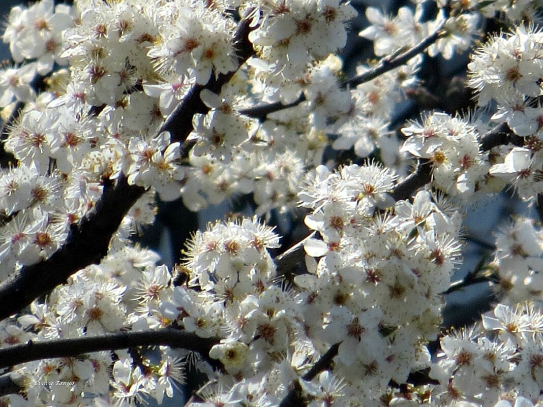Апрель... - Татьяна Львова