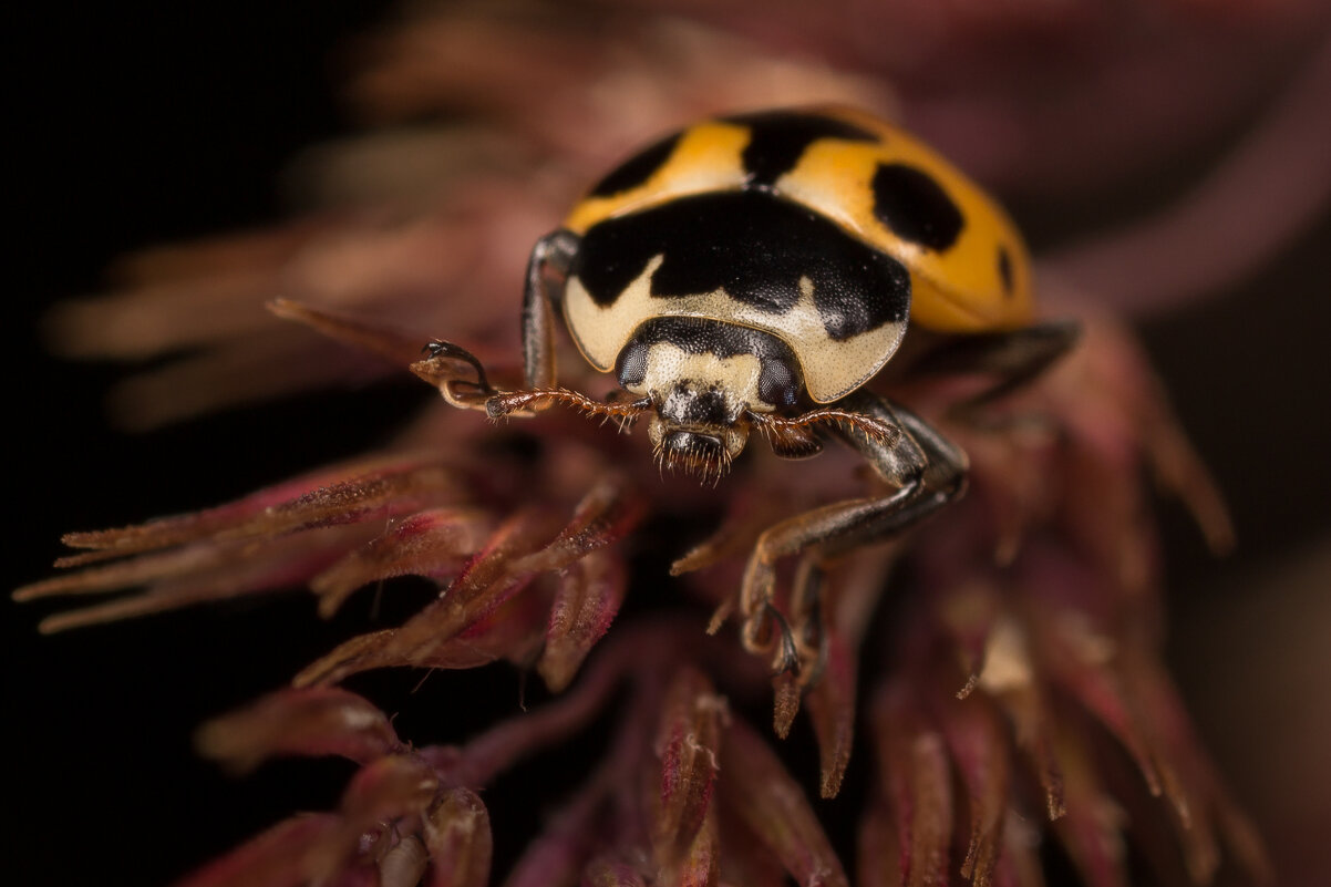 Божья коровка. Из старенького - Игорь Шевченко