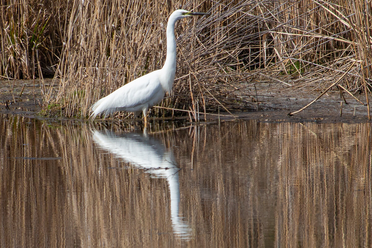 Белая цапля. - Геннадий Порохов