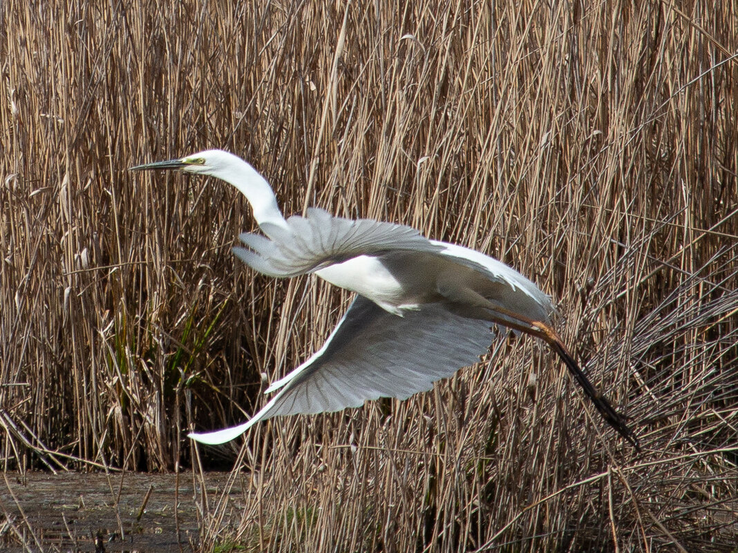 Белая цапля. - Геннадий Порохов