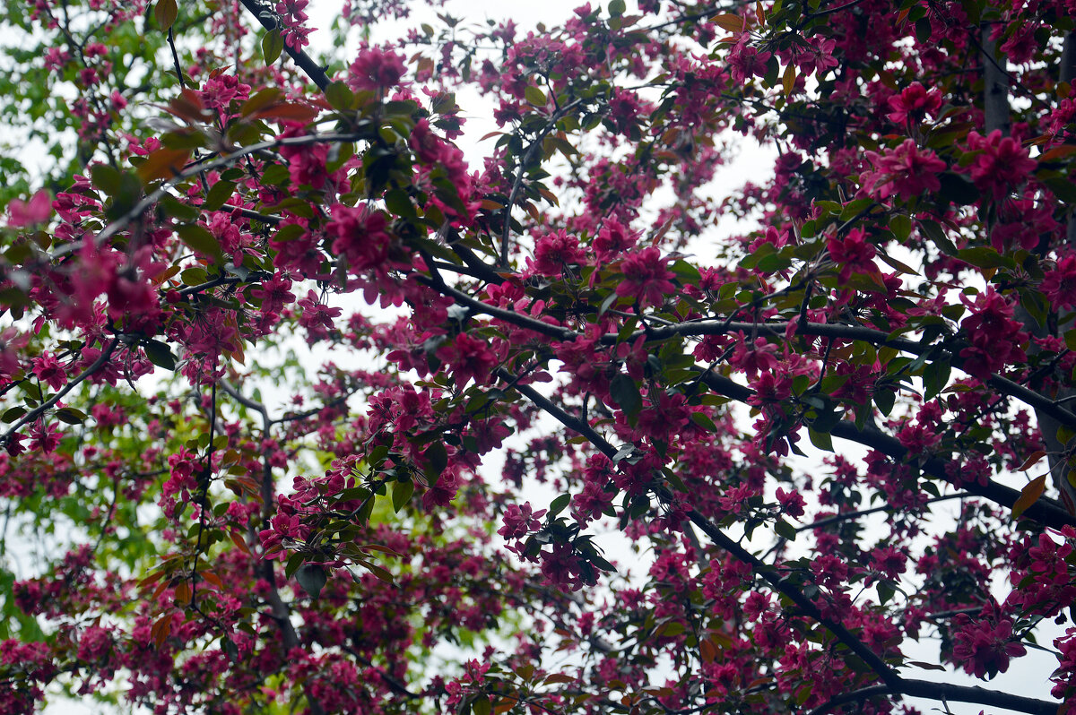 Весна. Дрова заколосились. - Юрий Словецкий