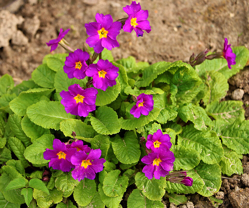 Такая разная примула - Светлана 