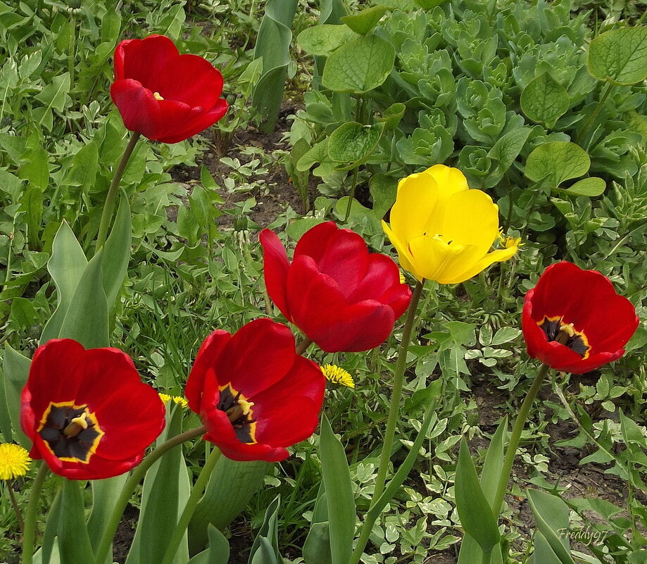 Тюльпаны - Freddy 97