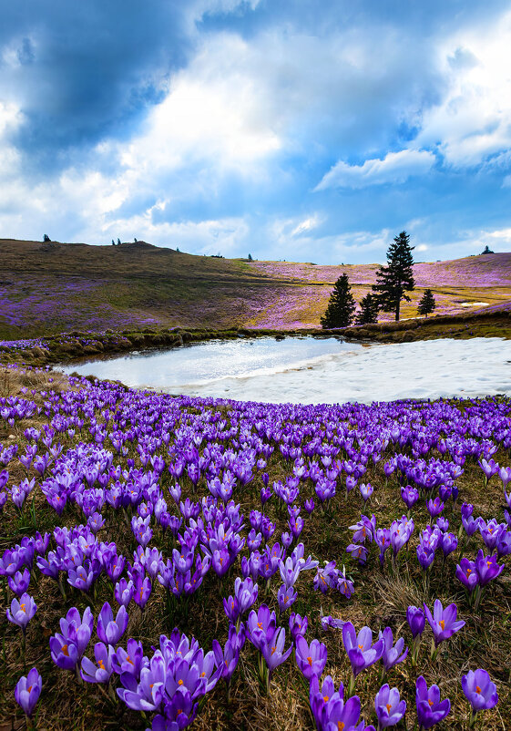 Крокусы - Сергей Титов
