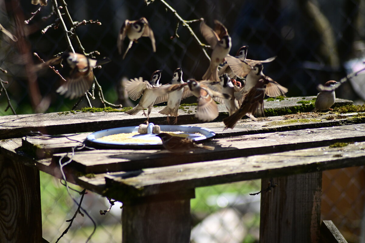 полетели "голуби"! - Константин Сафронов