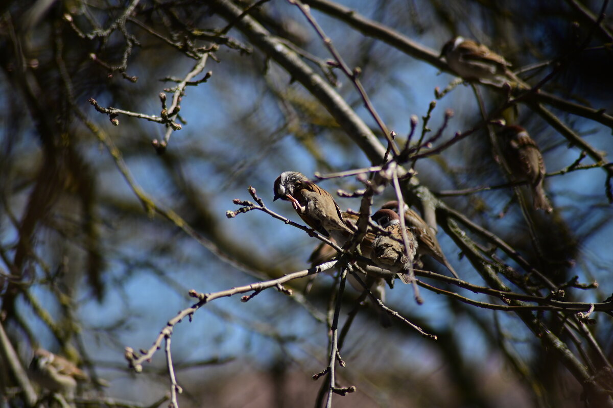 чиррик - Константин Сафронов