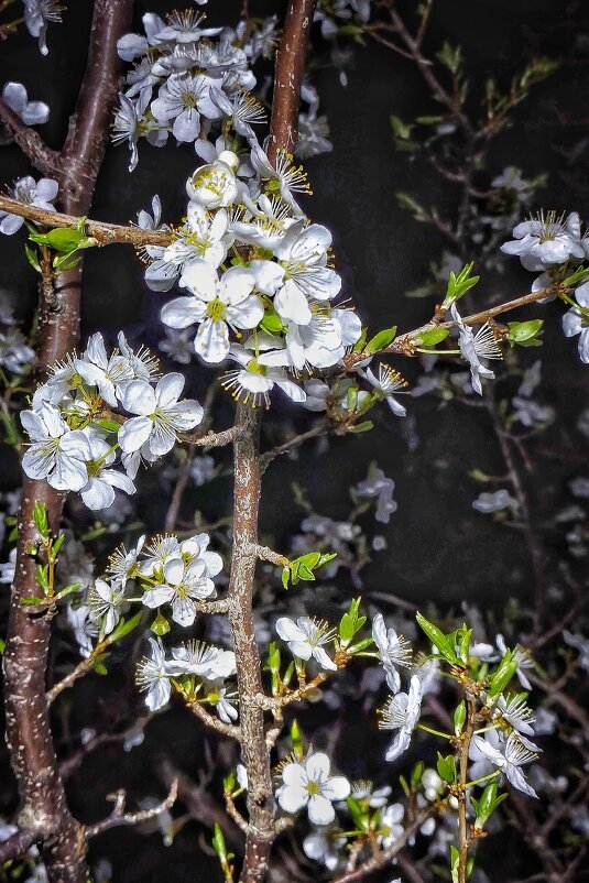 Апрель. Ночь.Алыча. - Sergey 