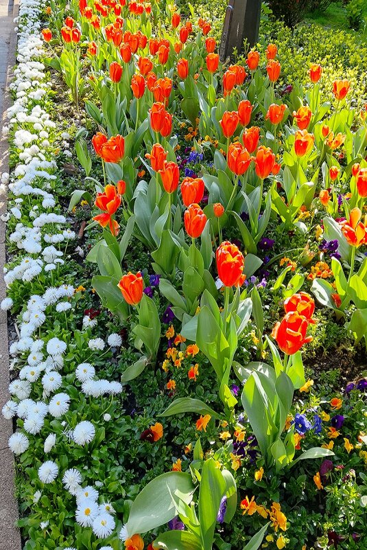 ВЕСНА - Tata Wolf