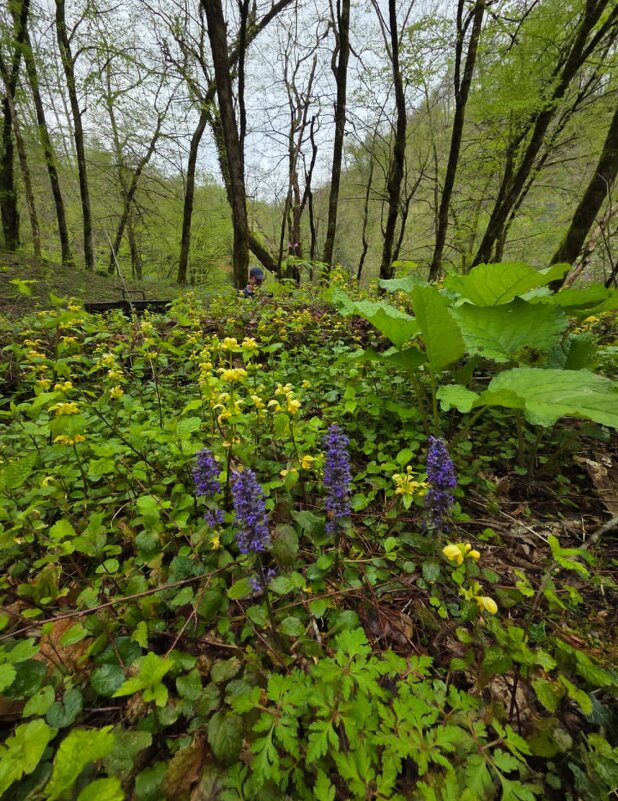 ПРОГУЛКА В ЛЕСУ - Tata Wolf