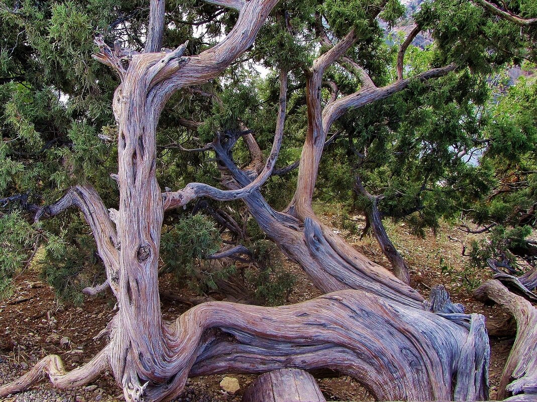 ..о.как причудливы изгибы  ствола  можжевельника... - galalog galalog