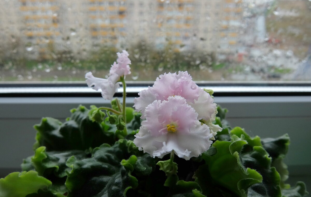 Так нежны, так изысканно милы, словно светятся изнутри. - Люба 