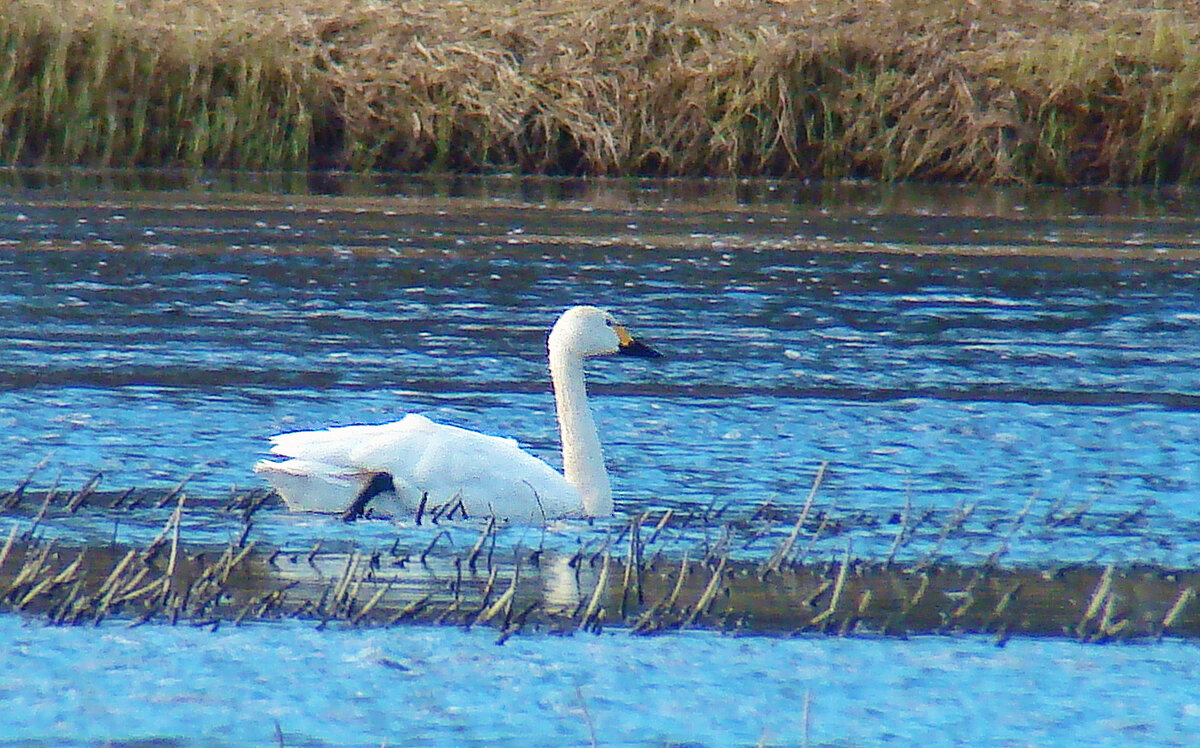 малый или тундровой лебедь - gawrilа - dan